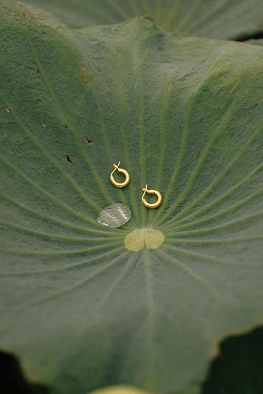 Sage Hoops